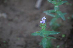 Limnophila indica